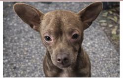 Lost Male Dog last seen Last seen was between 9th St and Sonora Ave, Modesto, CA 95354
