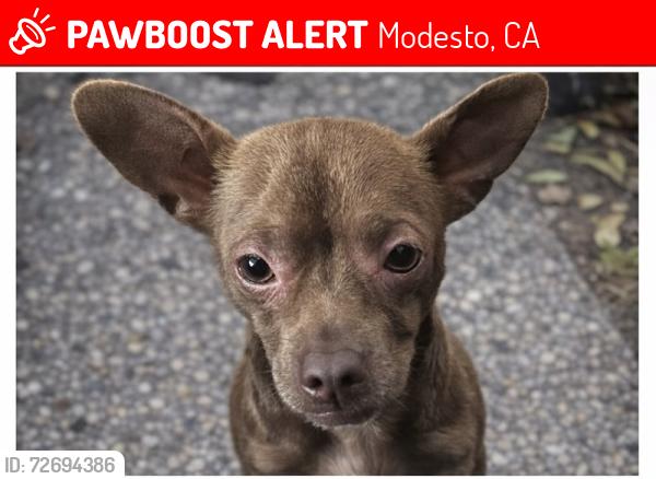 Lost Male Dog last seen Last seen was between 9th St and Sonora Ave, Modesto, CA 95354
