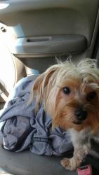 Reunited Male Dog last seen  Riverview ave & Middle street, Dayton, OH 45402