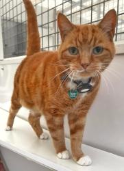 Lost Male Cat last seen Near Marsh Lane and Stanmore high street, Stanmore, England 