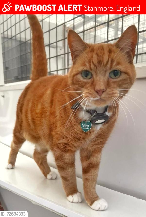Lost Male Cat last seen Near Marsh Lane and Stanmore high street, Stanmore, England 