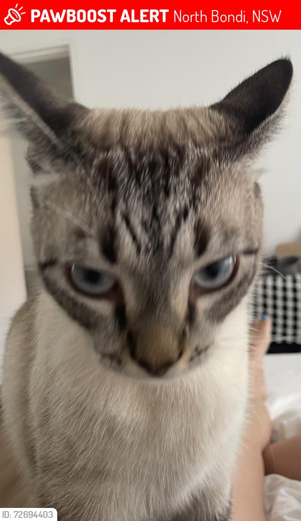 Lost Male Cat last seen Waiora Aver, North Bondi, NSW 2026