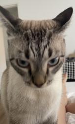 Lost Male Cat last seen Waiora Aver, North Bondi, NSW 2026