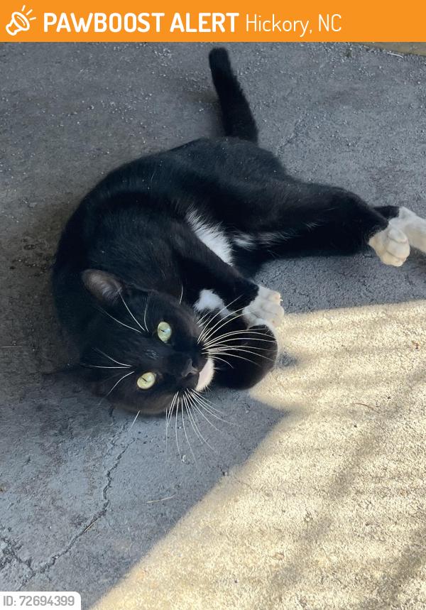Found/Stray Male Cat last seen Foothills, Hickory, NC 28613