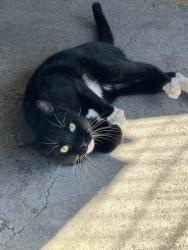 Found/Stray Male Cat last seen Foothills, Hickory, NC 28613