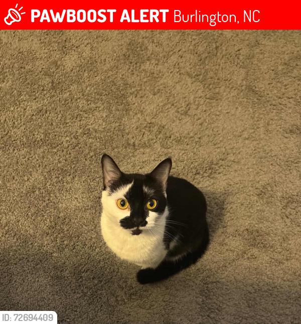 Lost Female Cat last seen Legacy baldwin ridge apmts , Burlington, NC 27217