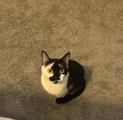 Lost Female Cat last seen Legacy baldwin ridge apmts , Burlington, NC 27217