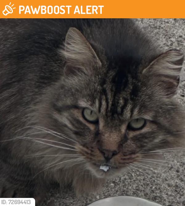 Found/Stray Unknown Cat last seen Greismer Ave , North College Hill, OH 45239