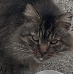 Found/Stray Unknown Cat last seen Greismer Ave , North College Hill, OH 45239