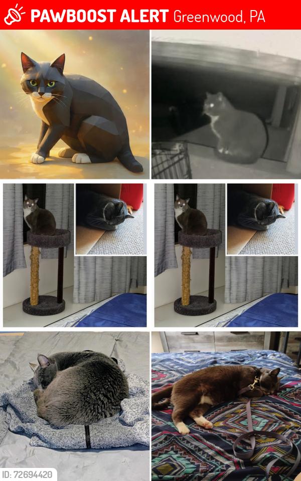 Lost Male Cat last seen Greenwood Sheetz and Cedar Grove Motel , Greenwood, PA 16602