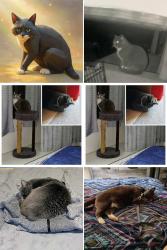Lost Male Cat last seen Greenwood Sheetz and Cedar Grove Motel , Greenwood, PA 16602