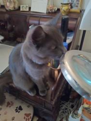 Lost Male Cat last seen SW 122 AVE AND SW 106 STREET MIAMI, FL 33186, Miami, FL 33186