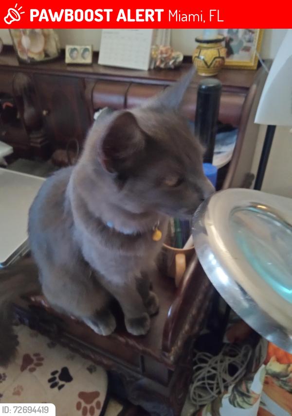 Lost Male Cat last seen SW 122 AVE AND SW 106 STREET MIAMI, FL 33186, Miami, FL 33186