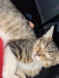 Lost Male Cat last seen Near Volga Ave, Dallas, TX 75216