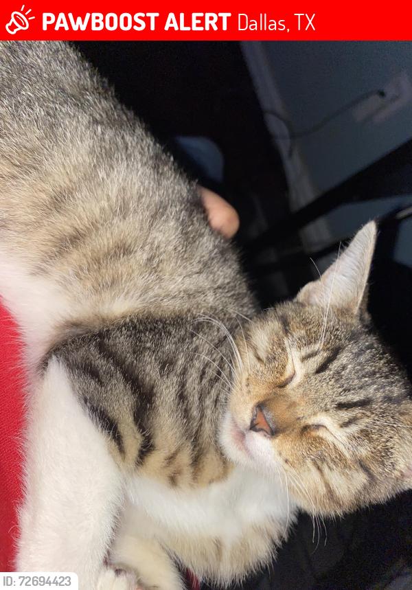 Lost Male Cat last seen Near Volga Ave, Dallas, TX 75216