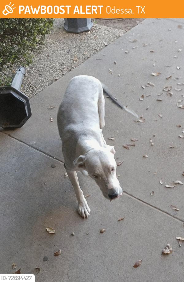 Found/Stray Female Dog last seen America's Best Choice Drug Screen and Safety Training Center LLC , Odessa, TX 79761