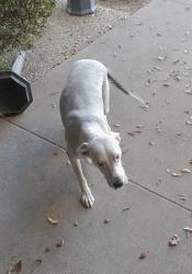 Found/Stray Female Dog last seen America's Best Choice Drug Screen and Safety Training Center LLC , Odessa, TX 79761