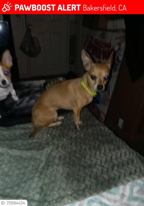 Lost Female Dog last seen Bank st weatherly, Bakersfield, CA 93309