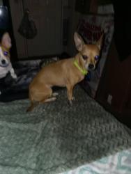 Lost Female Dog last seen Bank st weatherly, Bakersfield, CA 93309