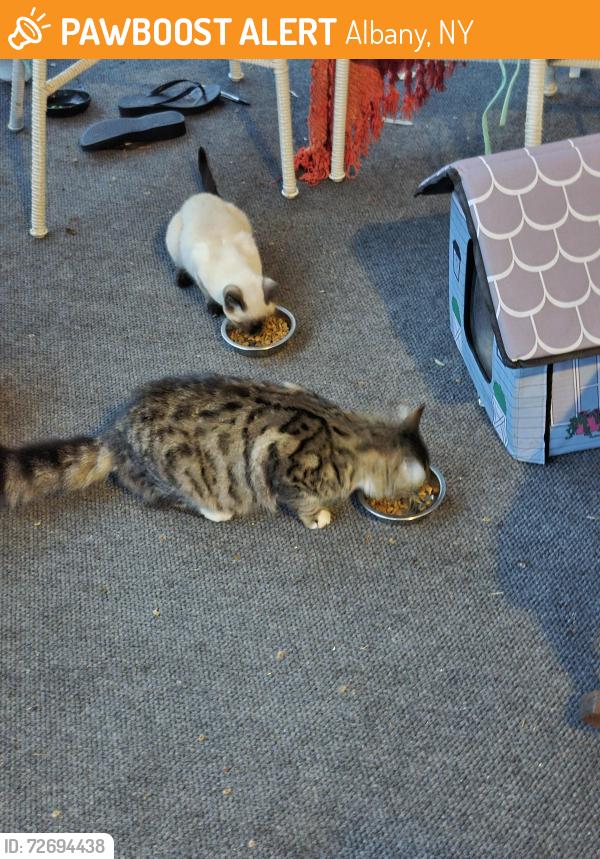 Found/Stray Unknown Cat last seen Winthrop and western, Albany, NY 12203