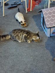 Found/Stray Unknown Cat last seen Winthrop and western, Albany, NY 12203