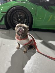 Lost Female Dog last seen Atlantic blvd, Pompano Beach, FL 33060