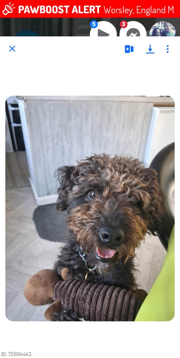 Lost Male Dog last seen Walkden park, Worsley, England M28