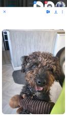 Lost Male Dog last seen Walkden park, Worsley, England M28