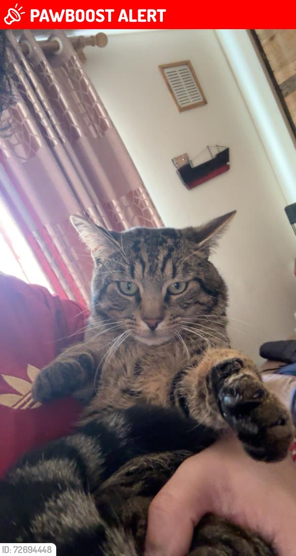 Lost Male Cat last seen Craigour Primary Park, Edinburgh, Scotland EH17 7NZ