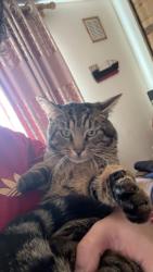 Lost Male Cat last seen Craigour Primary Park, Edinburgh, Scotland EH17 7NZ