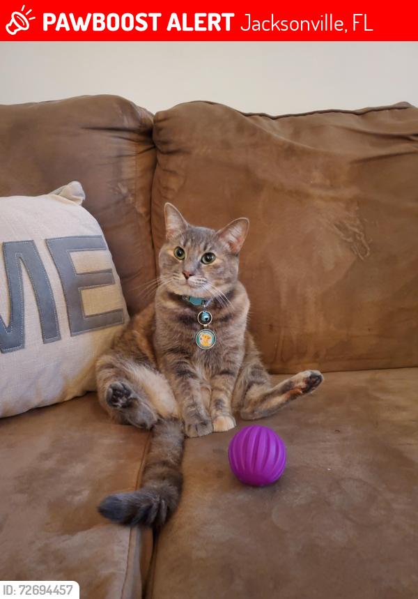 Lost Female Cat last seen Hunters Haven Ln. Kernan Blvd, Jacksonville, FL 32224