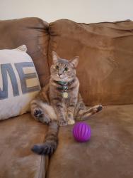 Lost Female Cat last seen Hunters Haven Ln. Kernan Blvd, Jacksonville, FL 32224