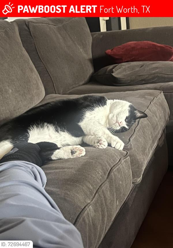Lost Male Cat last seen Front door, Fort Worth, TX 76123