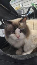Found/Stray Female Cat last seen Pembroke Park, Epping, NSW 2121