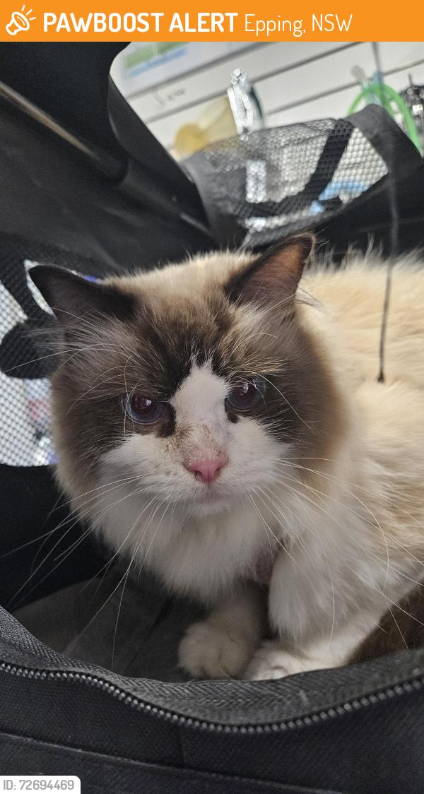 Found/Stray Female Cat last seen Pembroke Park, Epping, NSW 2121