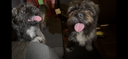 Found/Stray Male Dog last seen Lockwood Blvd and Courtland Blvd., Deltona, FL 32738