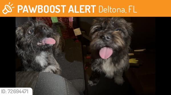 Found/Stray Male Dog last seen Lockwood Blvd and Courtland Blvd., Deltona, FL 32738