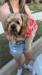 Found/Stray Male Dog last seen Stadium Dr Joshua TX, Joshua, TX 76058