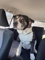 Found/Stray Male Dog last seen Casa Linda, Lakewood and Lakewood heights , Dallas, TX 75218