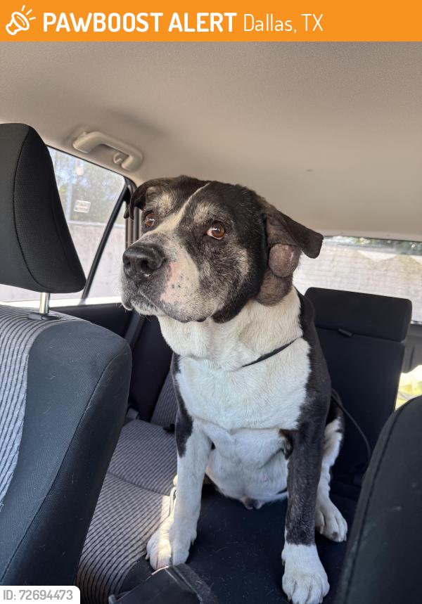 Found/Stray Male Dog last seen Casa Linda, Lakewood and Lakewood heights , Dallas, TX 75218