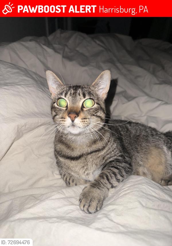 Lost Female Cat last seen Near derry street , Harrisburg, PA 17111