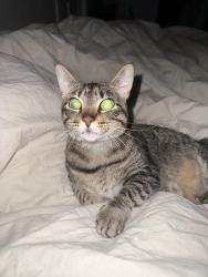 Lost Female Cat last seen Near derry street , Harrisburg, PA 17111