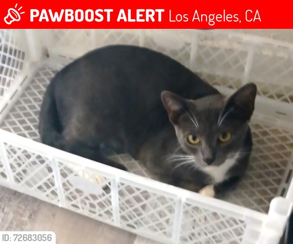 Lost Male Cat last seen Near E. 48th Place... Between Ascot and Compton Ave, Los Angeles, CA 90011