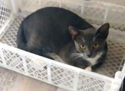 Lost Male Cat last seen Near E. 48th Place... Between Ascot and Compton Ave, Los Angeles, CA 90011
