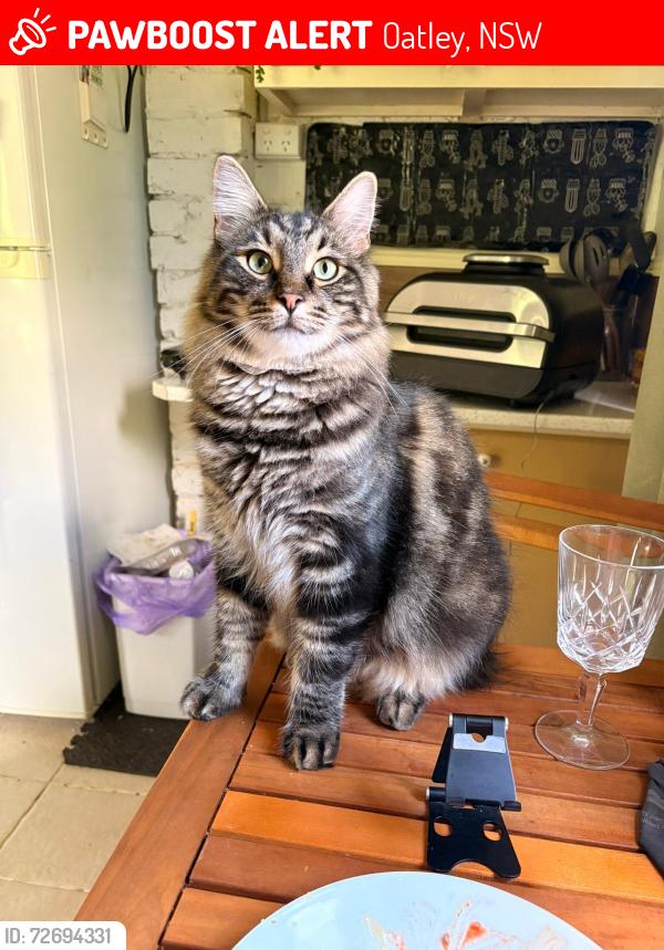 Lost Male Cat last seen oatley park, Oatley, NSW 2223