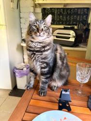 Lost Male Cat last seen oatley park, Oatley, NSW 2223