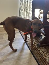 Found/Stray Female Dog last seen Mile 48 on 280, Childersburg, AL 35044