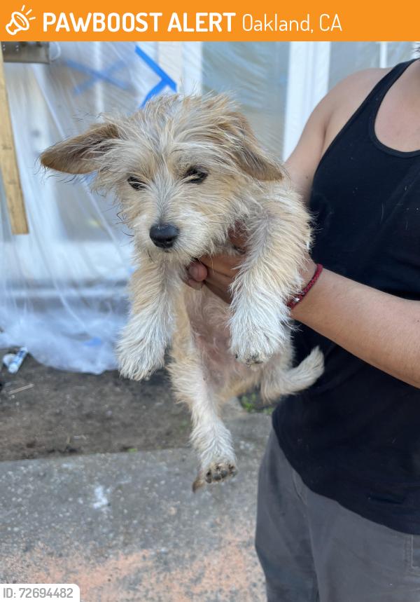 Found/Stray Male Dog last seen 42nd and Rich St, Oakland, CA 94609