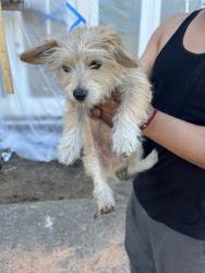Found/Stray Male Dog last seen 42nd and Rich St, Oakland, CA 94609