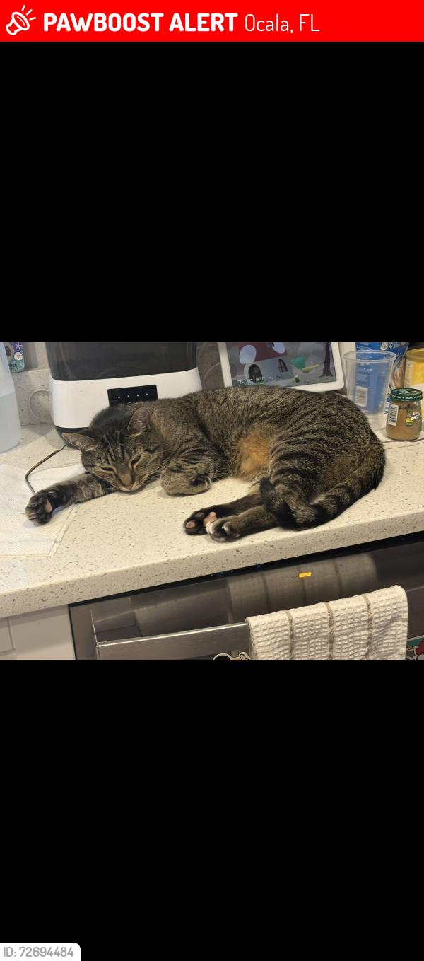Lost Male Cat last seen Near sw 172nd street road Ocala fl 34473, Ocala, FL 34473